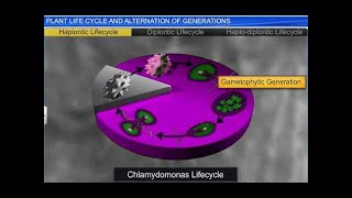 CBSE Class 11 Biology  Plant Life cycles and Alternation of Generation  By Shiksha House [upl. by Niki202]