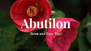 Abutilon Grow and Care Tips [upl. by Eniledam]