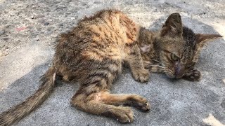 Feeding Poor Malnourished Kitten [upl. by Ahsocin]