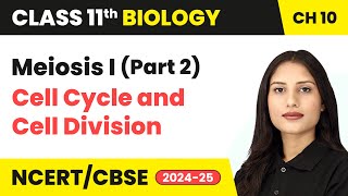 Meiosis I Part 2  Cell Cycle and Cell Division  Class 11 Biology Chapter 10  CBSE 202425 [upl. by Anneg]