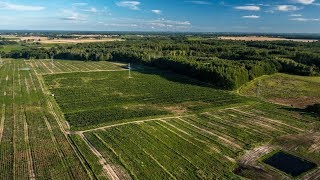 Choinkipl Jodły Kaukaskie Weihnachtsbaumplantage [upl. by Chaille]