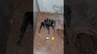 quotFeasting Frenzy Dinner Time for My Matured Female Tliltocatl Vagans Tarantulaquot 🥰 [upl. by Salguod]