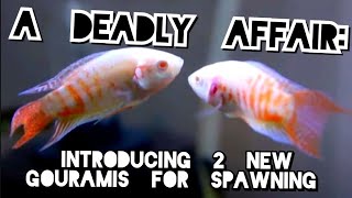 Body Language That Can Kill How to Get Gouramis amp Paradise Fish To Start Spawning [upl. by Capon]