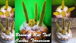 Make a Cactus Terrarium  Brain and Rat Tail  Growing Cactus Indoors  Home Quarantine Edition [upl. by Rehpotisrhc]