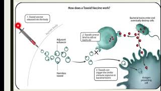 Toxoid Vaccinestypesofvaccinesdifferentmechanismexamplesoftoxoidvaccine [upl. by Tenner]