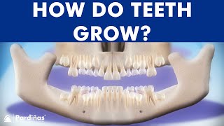 INCREDIBLE Tooth eruption process  How do teeth grow © [upl. by Meridith]