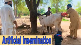 Artificial Insemination in Cow  Dr Mohsin [upl. by Aicilaf]