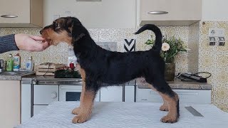 Airedale Terrier 2 Monate alt [upl. by Gratiana]