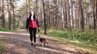 Pet Friendly Holiday Parks – What You Need To Know [upl. by Oilcareh]