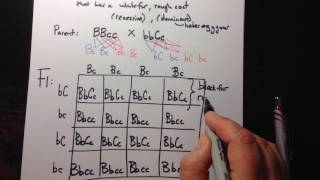 Dihybrid Crosses using a Punnett Square [upl. by Rosena73]