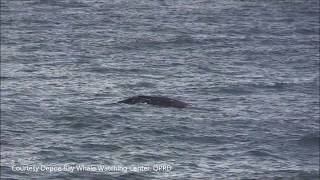 Recent Oregon Coast Whale Sightings  from Whale Watching Center Depoe Bay [upl. by Neeron474]