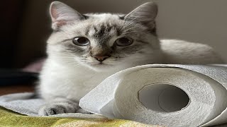 Kitten Vs Toilet Paper [upl. by Eirrok]