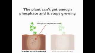 Mycorrhizal symbiosis [upl. by Pals]