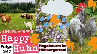 Von Hagelsturm bis ZwerghuhnZucht  Mein HofRundgang im Juni mit dem Unwetter HAPPY HUHN E347 [upl. by Pol502]