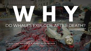 Why Do Whales Explode After Death  Unveiling Natures Bizarre Phenomenon [upl. by Bac845]