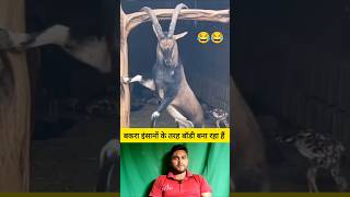 बकरा इंसानों की तरह बॉडी बना रहा है 😂 shorts goat goatshorts funnyshorts viralvideo [upl. by Ilam]