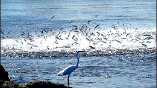 INSANE BAIT Migration Feeding Frenzy Mullet Run Fishing Florida 2019 [upl. by Anhcar]