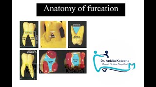 ANATOMY OF FURCATION TERMINOLOGIES RELATED TO FURCATION INVOLVEMENT DR ANKITA KOTECHA [upl. by Einnaffit]