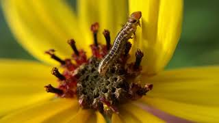 Homoeosoma electella  Sunflower moth caterpillar webbing a petal over itself [upl. by Yrrot]