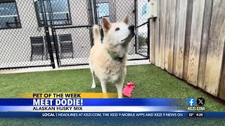 Pet of the Week Dodie [upl. by Nelia]