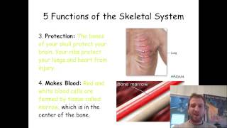 231a Five Functions of the Skeletal System [upl. by Ellevel]