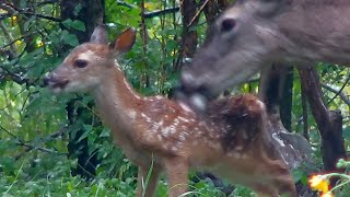 5dayold fawn and mother whitetailed deer [upl. by Ogait761]