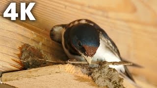 4K ツバメの巣作り Barn Swallow Building a Nest Ultra HD [upl. by Main]