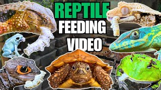 FEEDING MY PET REPTILES SILKWORMS LIZARDS TURTLES FROGS AND MORE SILKWORM FEEDING VIDEO [upl. by Ailehs738]