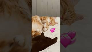 My cats having couvade syndrome 😄 exhausted sympathy cats cat cute furbabies cuddle love [upl. by Acinna]