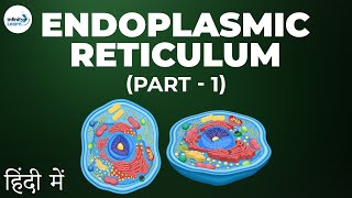 Cells  Lesson 08  Endoplasmic Reticulum  Part 1 in Hindi हिंदी में   Infinity Learn [upl. by Nami]