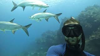 Freediving in Xcalak with tarpons [upl. by Indys784]