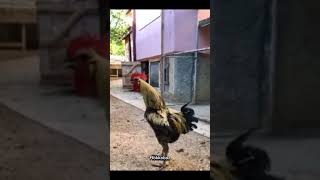 Best ROOSTER 🐓 shortvideo roosters editingvideo capcutedits [upl. by Cornelie]