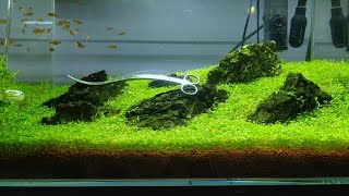 Trimming carpet plant  Glossostigma techniques in a planted aquarium [upl. by Pollak871]