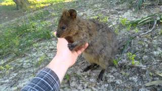 Quokka Rottnest Island WA [upl. by Htederem]