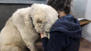 Dog Breaks Down in Tears After Days of Neglect Following Trapped and Lost Leg [upl. by Drofyar]