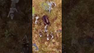 BEAR VS PACK OF DOGS 😱 Part 1 bear wolves wolf nature hunting outdoors wildlife survival [upl. by Mussman]