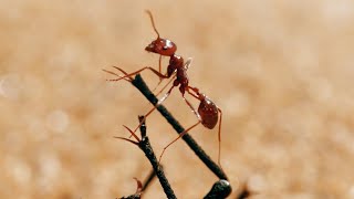 The Tiny World Of Insects  BBC Earth [upl. by Yauqaj56]