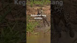 Keganasan macan tutul wildlife eagle cheetah birds [upl. by Enomaj]