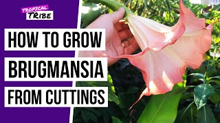 How to grow Brugmansia from cuttings Angel Trumpet [upl. by Aracal]