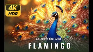 Peacock🦚 Colorful Birds in 4K HDR  Animals World [upl. by Ladnek]