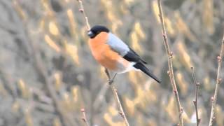 der Ruf des Gimpel  Dompfaff Bullfinch Vogelstimmen Gesang [upl. by Ahsined]