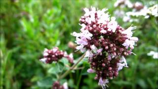 Oregano Origanum Vulgare  20120811 [upl. by Anirahs]