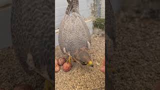 Red Naped Shaheen on her eggs laying torrentfalcons falconry [upl. by Beker404]