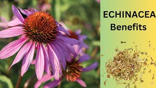 Unlocking Echinacea Benefits Immune Support SkinWell Being [upl. by Nosdivad]