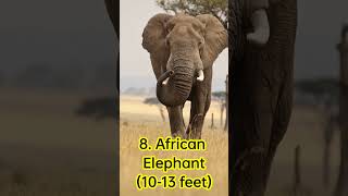 Top 10 biggest animals in the world 🌍 shorts animals elephant crocodile [upl. by Atiner297]