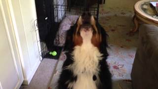 Bernese mountain dog talking [upl. by Inihor417]