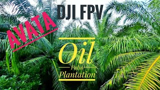 Flying DJI AVATA with motion controller 2 at oil palm plantation Kg Besul Jerantut [upl. by Estrella]