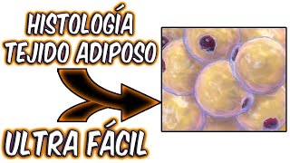 APRENDE EL TEJIDO ADIPOSO ULTRA FÁCIL Y RÁPIDO HISTOLOGÍA🧫🧫 [upl. by Maillij]