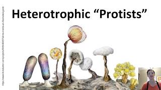 Heterotrophic quotProtistsquot 1a Oomycota [upl. by Ronoel593]