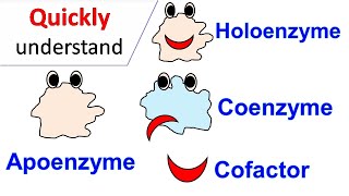 Cofactors  Coenzymes  Holoenzyme  Apoenzyme [upl. by Janey]